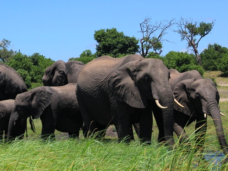 See elephants on a safari excursion.