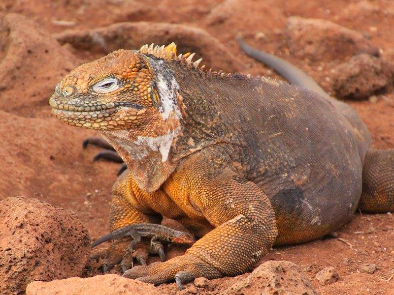 Visit Galapagos.