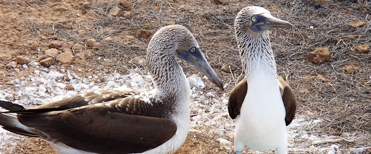 Visit Galapagos!